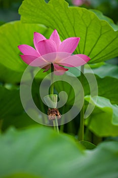 Lotus flower