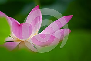 Lotus flower