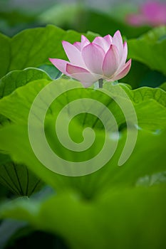 Lotus flower