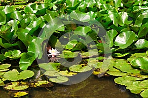 Lotus flower