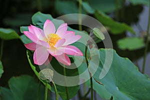 Lotus flower