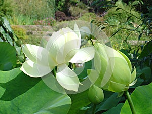 Lotus flower