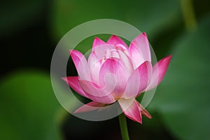 Lotus flower (7)