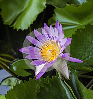 Lotus flower