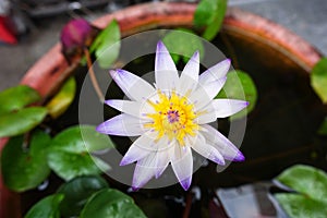 The lotus flower