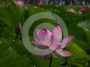 Lotus Flower