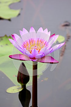 Lotus flower