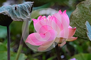 Lotus flower