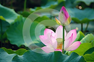 Lotus flower