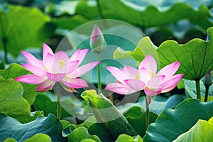 Lotus flower