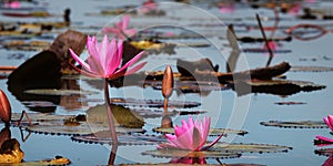 Lotus flower