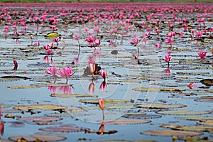 Lotus flower