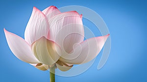 Lotus flower against a clear blue background, AI generated