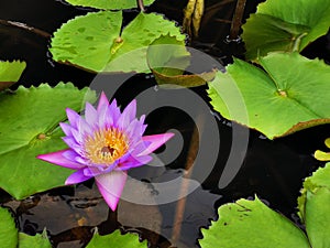 Lotus flower at ArtScience Museum Garden city - Singapore