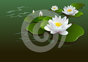 Lotus flower background