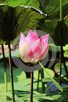 Lotus flower - beautiful flower in the pond - Vietnam Asia
