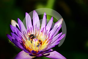 Lotus flower with bee.