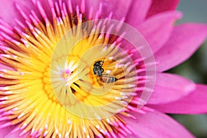 Lotus flower, bee in lotus at pond