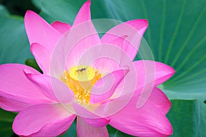 Lotus flower and bee