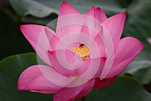 The Lotus Flower with the Bee