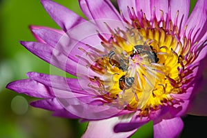 Lotus Flower and Bees
