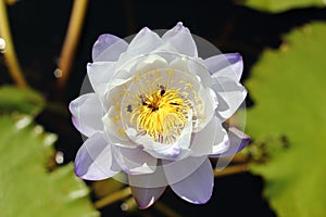 Macro photo of lotus flower with bees it may be design to your design graphic