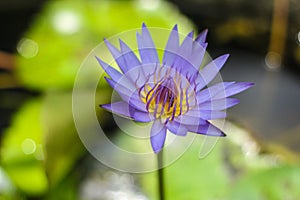 Lotus flower