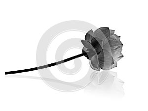 Lotus flower in black and white background