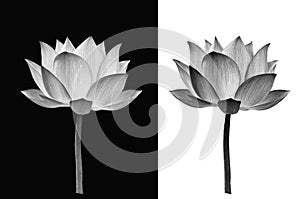 Lotus flower on black and white background