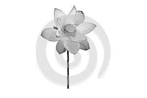 Lotus flower black and white color isolated on white background.