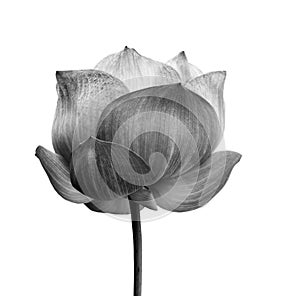 Lotus flower in black and white isolated