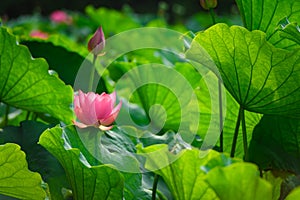 Lotus flower in bloom