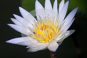 Lotus flower in bloom