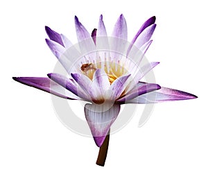 Lotus flower bloom or blooming pink and purple or beautiful water lily floral or waterlily petal isolated on white background