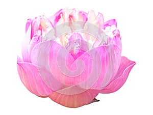 Lotus flower bloom or blooming pink and purple or beautiful water lily floral or waterlily petal isolated on white background