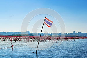 Lotus flower bloom in pink, green leaf on water.