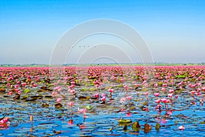 Lotus flower bloom in pink, green leaf on water.