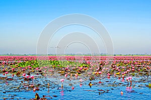 Lotus flower bloom in pink, green leaf on water.