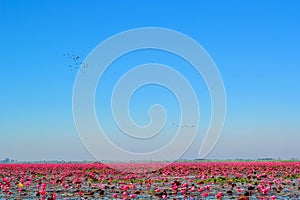 Lotus flower bloom in pink, green leaf on water.