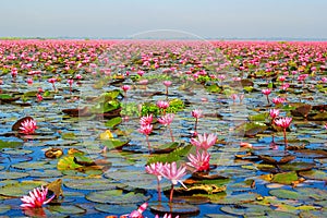 Lotus flower bloom in pink, green leaf on water.