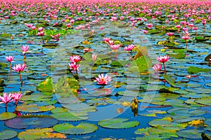 Lotus flower bloom in pink, green leaf on water.