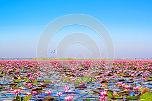 Lotus flower bloom in pink, green leaf on water.