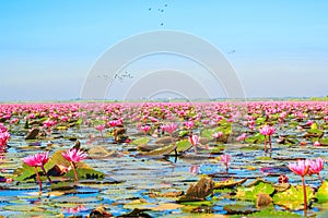 Lotus flower bloom in pink, green leaf on water.