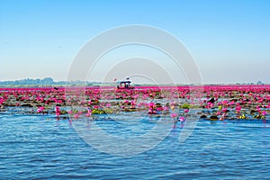 Lotus flower bloom in pink, green leaf on water.