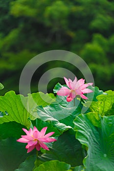 Lotus flower in bloom, Ritsurin Garden, Japan