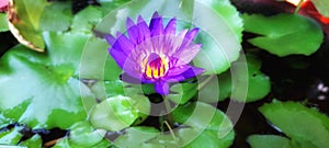 Lotus flower blooming bright beuty