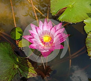 Lotus flower blooming on green leaf and water surface is considered a symbol of virtue. Belief has existed since the modern era. photo