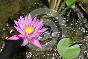 Lotus flower blooming on green leaves and water surface closeup.