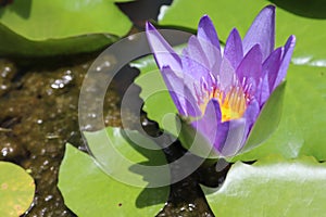 Lotus flower blooming on green leaves and water surface closeup.