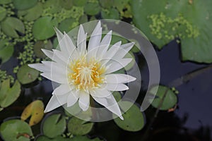 Lotus flower blooming on green leaves and water surface closeup.